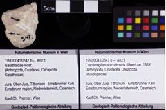 Foto (Objket + Etiketten) von Cracensigillatus acutirostris (Moericke, 1889) 